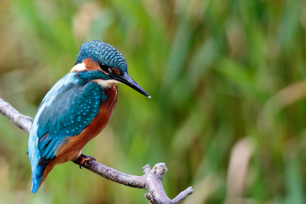 Young male Kingfisher-new approach by padlock