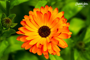 3rd Aug 2017 - Orange flower