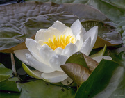 2nd Aug 2017 - Water Lily