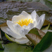 Water Lily by pcoulson