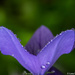 Purple Drops by princessleia