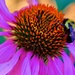 Big & Bold & Bee by lynnz