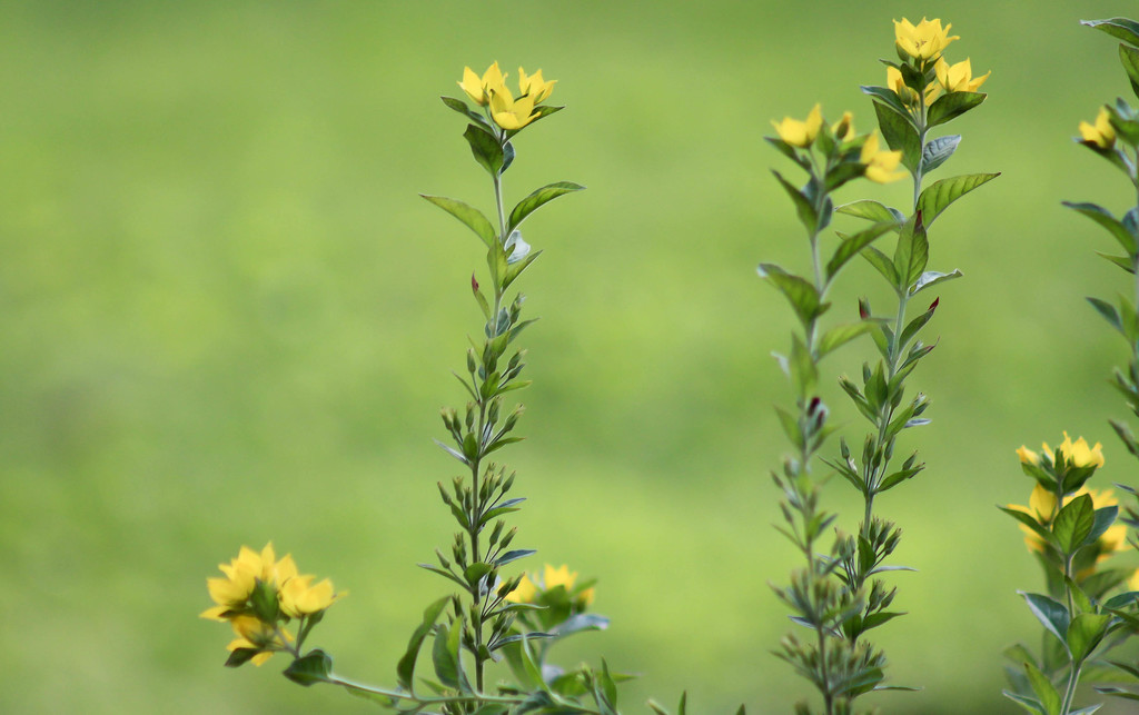 Tiny yellow flowers by mittens