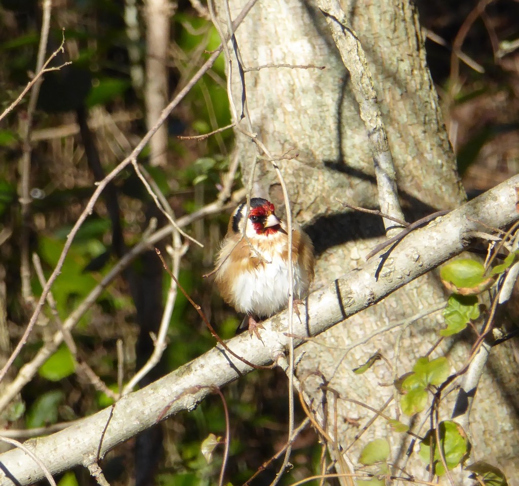 Goldfinch by kyfto