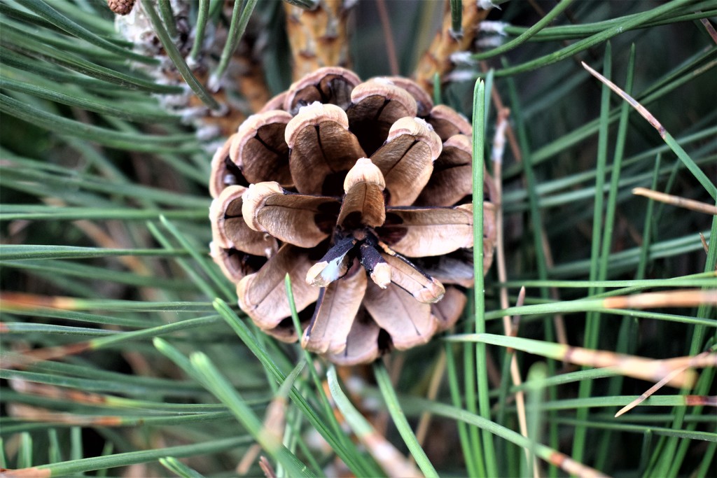 Pine cone by sandlily