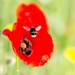 Poppy bee by barrowlane