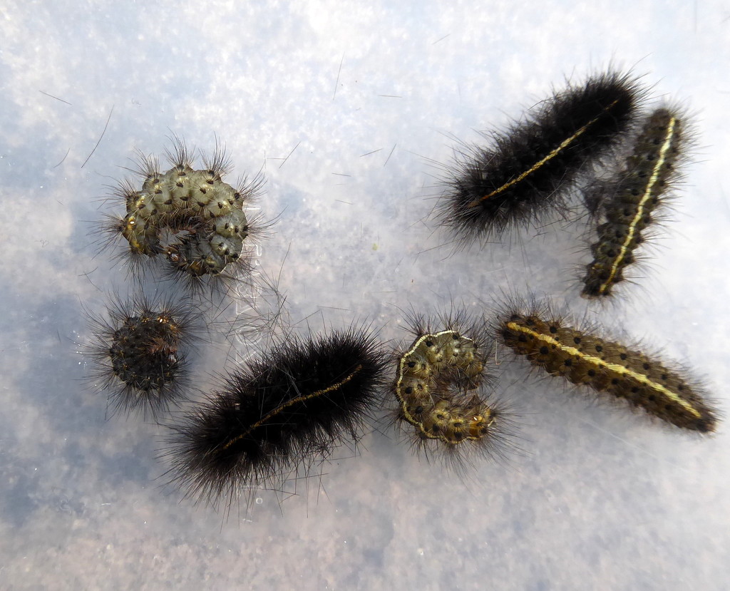 Buff ermine caterpillars by steveandkerry
