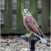Kestrels are such beautiful birds.  The centre works with local vets and is a rescue and rehabilitation centre. by lyndamcg