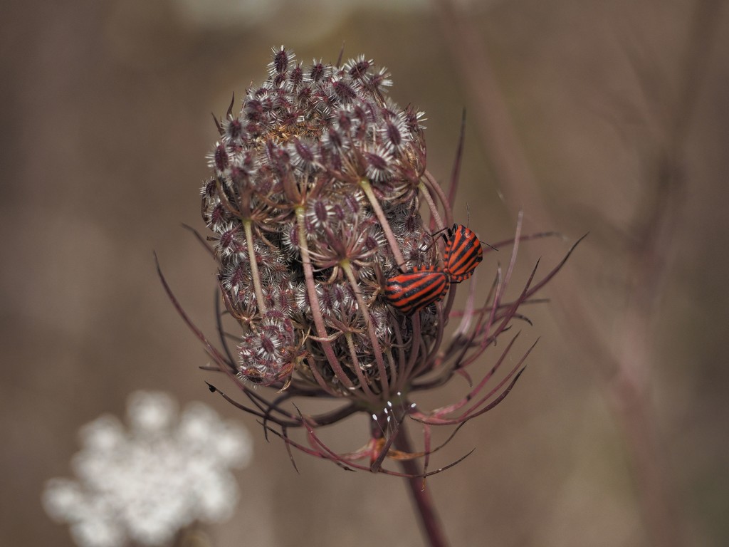 Stripy bugs on a weed by laroque
