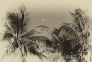 4th Aug 2017 - Coconut palms and moon