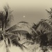 Coconut palms and moon by dkbarnett