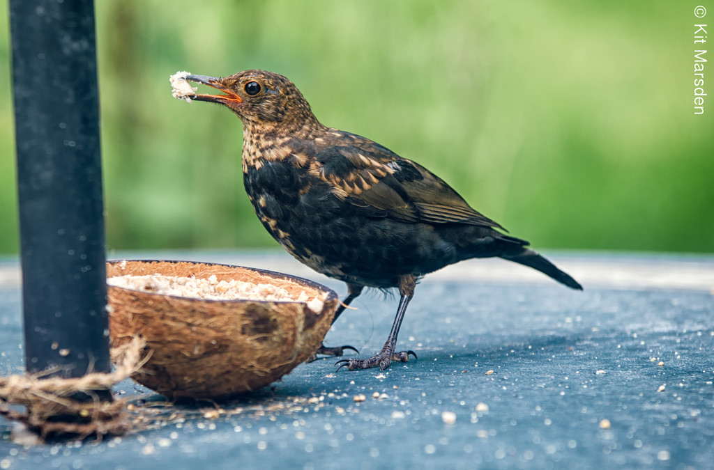 Greedy young blackbird by manek43509