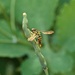 Little Syrphid Fly by meotzi
