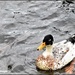Is this a leucistic duck? by rosiekind