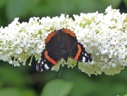 29th Jul 2017 -  Red Admiral on White Buddleia