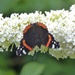  Red Admiral on White Buddleia by susiemc