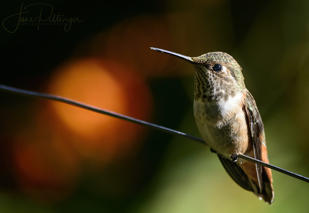 Hummer Sitting On a Wire with Bokeh by jgpittenger