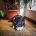Sunbathing dog by manek43509