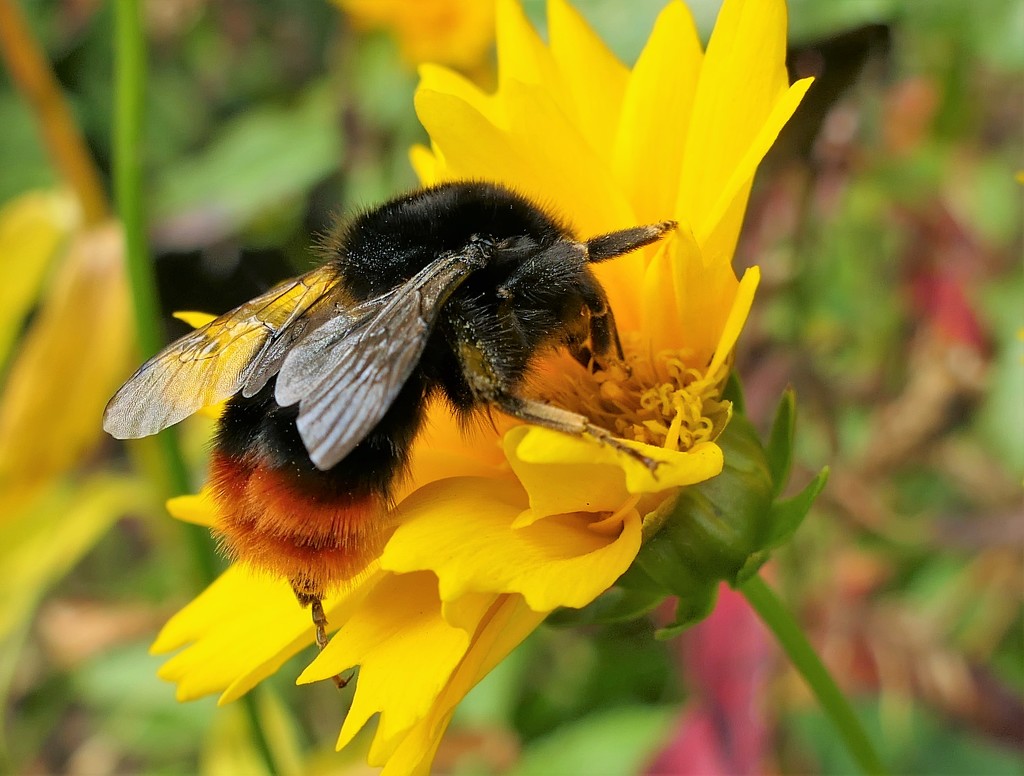 Lazy Bee! by carole_sandford