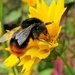 Lazy Bee! by carole_sandford