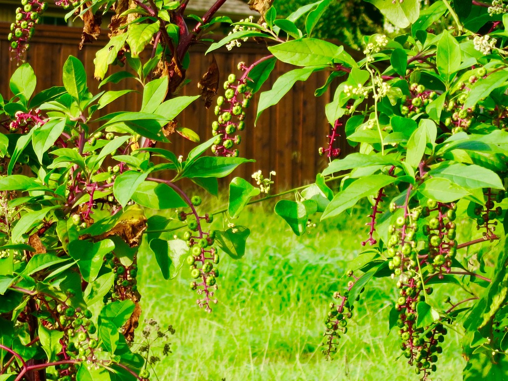 May I present everyone's favorite "significantly toxic" landscape plant, Phytolacca decandra, aka Pokeweed!  by louannwarren