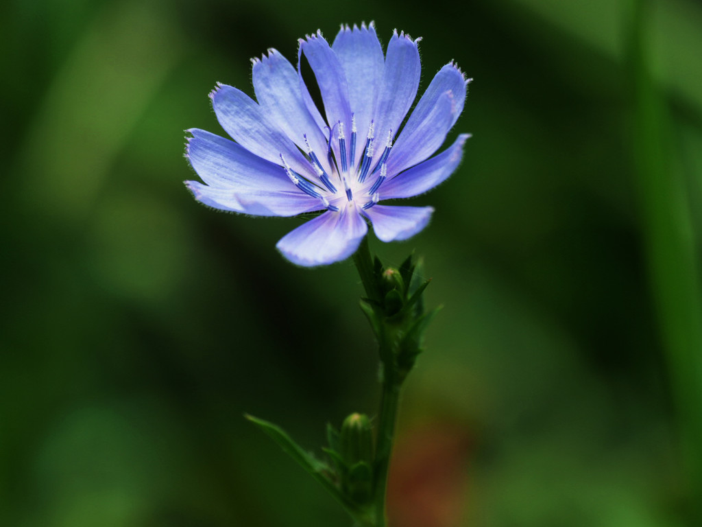 Chicory Contrast by rminer