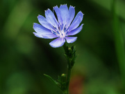 4th Aug 2017 - Chicory Contrast