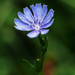 Chicory Contrast by rminer