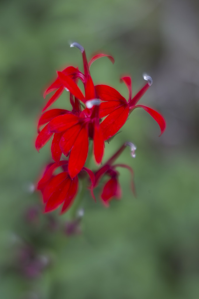 Ontario Red Wildflowers by pdulis