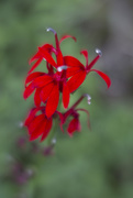 4th Aug 2017 - Ontario Red Wildflowers