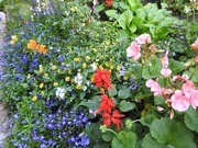 4th Aug 2017 - Flowers In My Garden