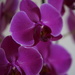 just an orchid by quietpurplehaze