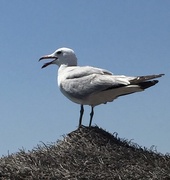 4th Aug 2017 - Seagull 