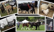 3rd Aug 2017 - Bakewell Show