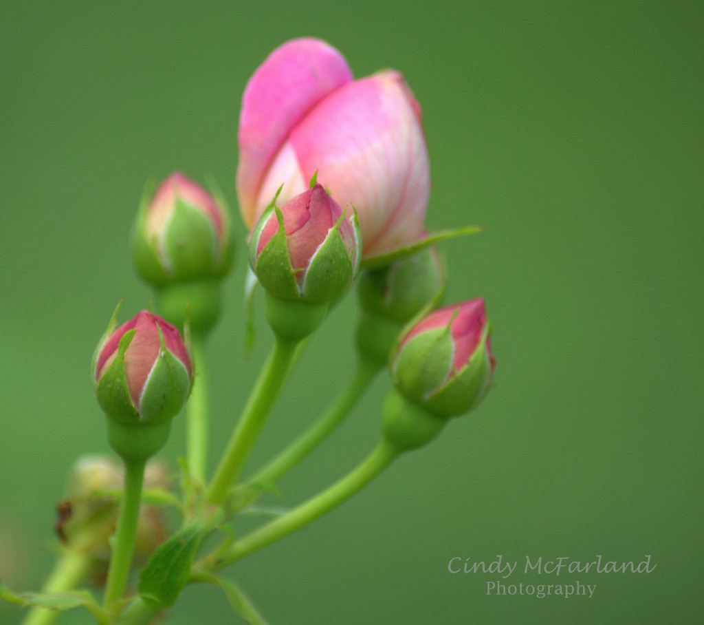 The beginning of loveliness by cindymc