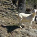 Floppy eared goat by leggzy