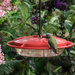 Early Morning Hummingbird by marylandgirl58