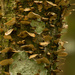 Potato Chip Fungi and Lichens! by rickster549