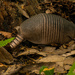 Armadillo Digging for A Snack! by rickster549