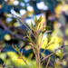 August Theme - Nifty Fifty Lens! by gigiflower
