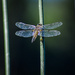 Thompson Dragonfly by 365karly1