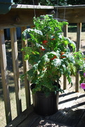 5th Aug 2017 - patio tomato plant