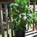 patio tomato plant by stillmoments33