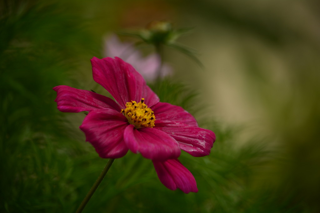 Cosmos and showers..... by ziggy77