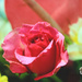 Like A Rose by iamdencio