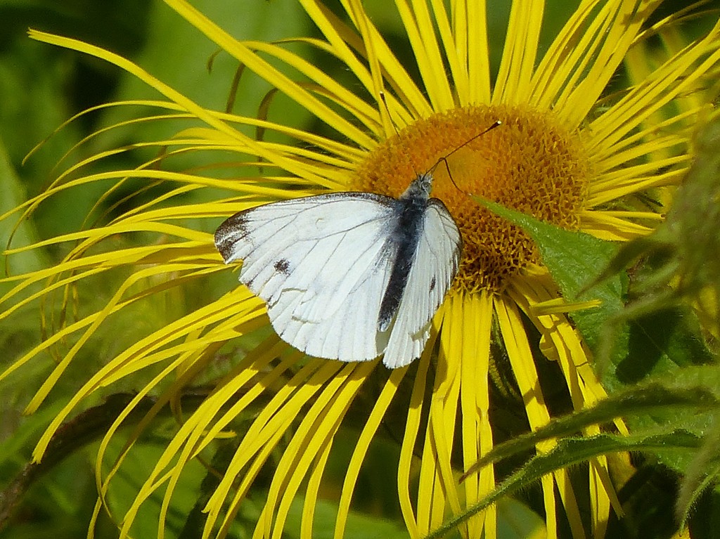 Green Veined White Butterfly on Yellow Daisy by susiemc