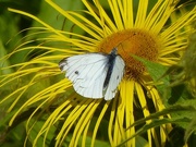 5th Aug 2017 - Green Veined White Butterfly on Yellow Daisy