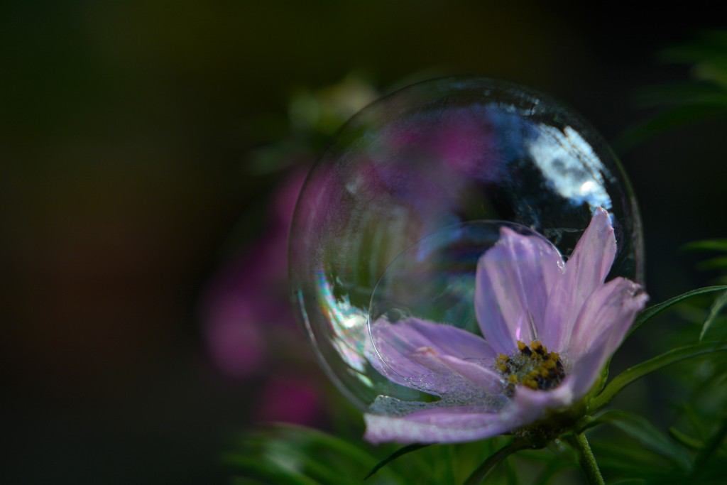 Cosmos bubble.... by ziggy77