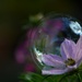 Cosmos bubble.... by ziggy77