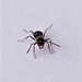 Cheeky ant! by bigmxx